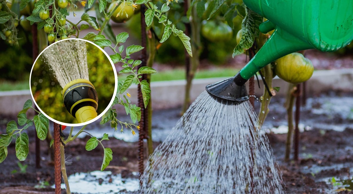 Как правильно поливать растения: главное правило, которое сохранит урожай