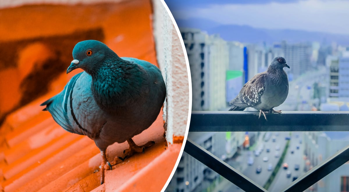 Чего больше всего боятся голуби: забудут дорогу на ваш балкон