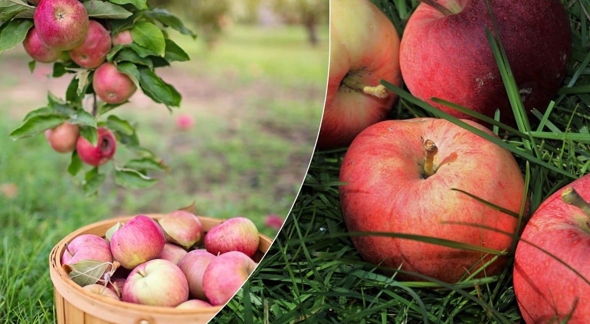 Почему у яблони опадают яблоки и как спасти урожай