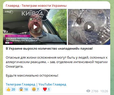 Паук каракурт, пауки