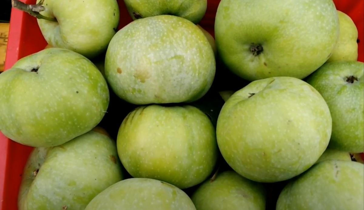 Как хранить яблоки чтобы не испортились: простой и очень полезный совет