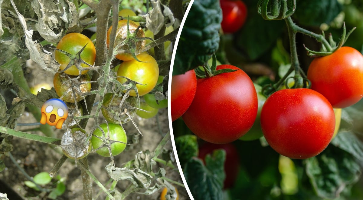 Как избавиться от фитофторы на помидорах: народные методы, которые точно помогут
