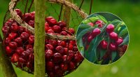 Коли і як правильно підгодовувати черешню для багатого врожаю