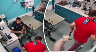 Увидел протезы и убежал: в Одессе посетитель ветклиники обругал ветерана