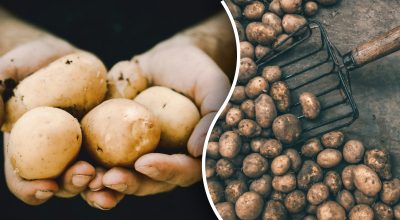 Картопля Картопля