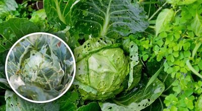 капуста, дірки