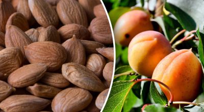 Косточки, абрикос