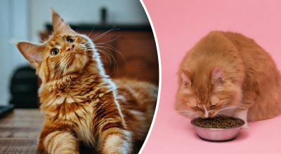 Що обов'язково має бути у раціоні кішки: яка небезпека від корму Що обов'язково має бути у раціоні кішки: яка небезпека від корму