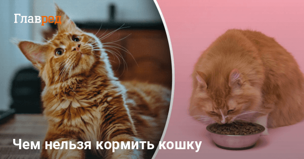 Чем нельзя кормить кошку - запрещенные продукты - Главред
