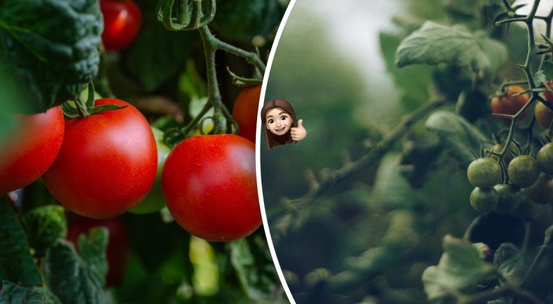 Будут огромными и сочными: как сделать домашнее удобрение для томатов