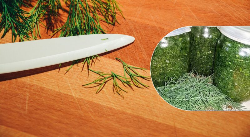 Про заморожування можна забути: як зберегти кріп на зиму - цікаві способи