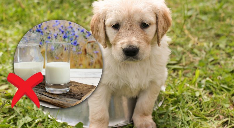 Имеют аллергию на самые распространенные продукты: что не стоит давать собакам