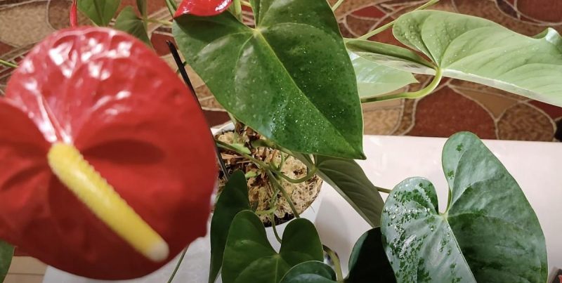 Чому жовтіє листя в антуріума: у чому причина і як врятувати "чоловіче щастя"