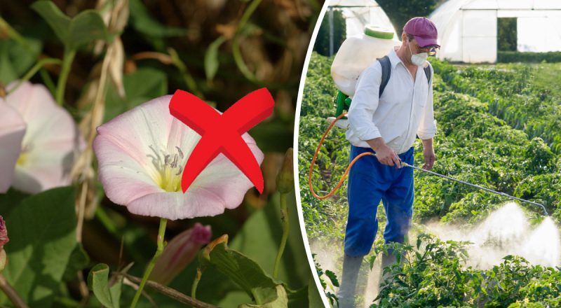 Чим можна знищити берізку польову на городі: результат приголомшить всіх