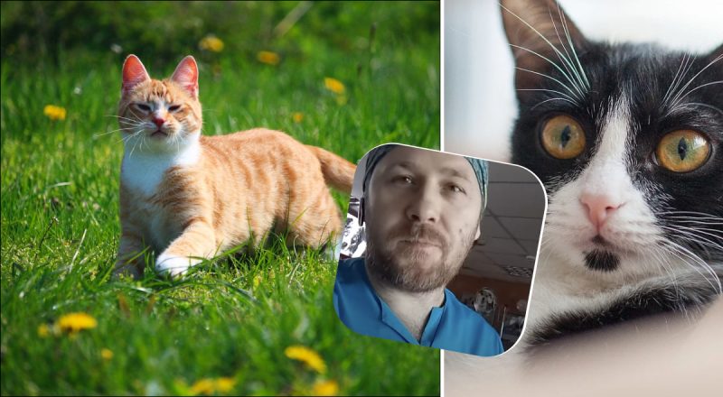 Не оцет і не хлор: простий засіб з аптеки позбавить запаху котячої сечі