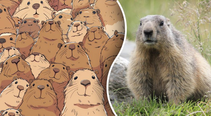 Угадают лишь единицы: надо найти бобра среди множества капибар за 5 секунд