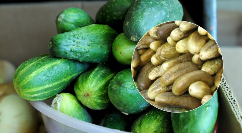 Только не в холодильнике: где лучше всего хранить огурцы, чтобы они не сморщились