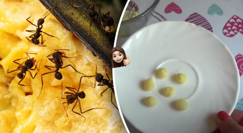 Как избавиться от муравьев в доме раз и навсегда: 100-процентное средство
