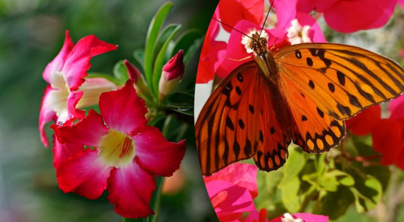 Китайський гороскоп на завтра 21 липня: Кроликам - занепокоєння, Свині - не ризикуйте грошима