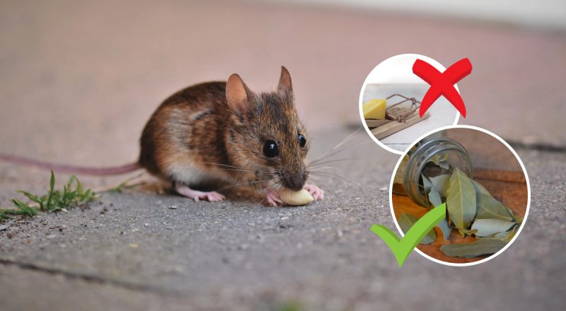 Без ловушек и яда: народные средства от мышей - грызуны будут убегать сами