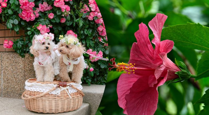 Китайский гороскоп на сегодня 23 июля: Быкам - громкое событие, Тиграм - борьба с зависимостью близкого человека