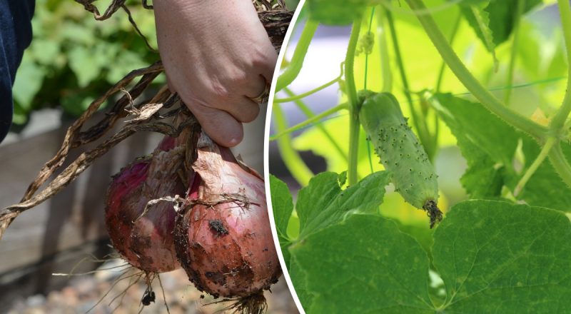 Місячний посівний календар на серпень: що посадити в останній місяць літа