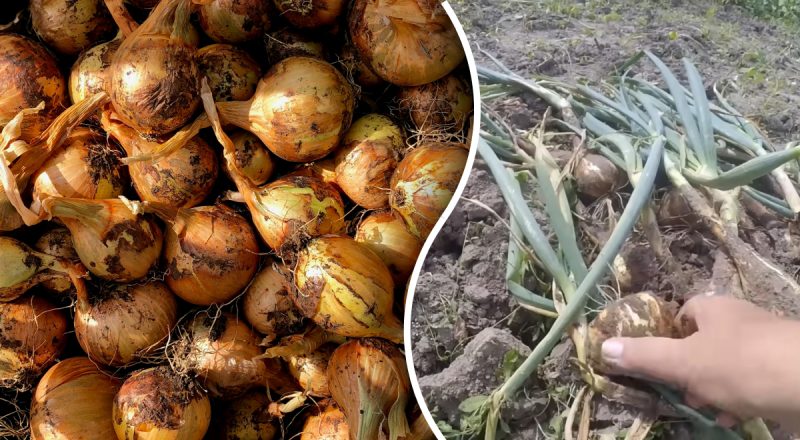 Когда нужно выкапывать лук: 2 главных признака, на которые надо обратить внимание