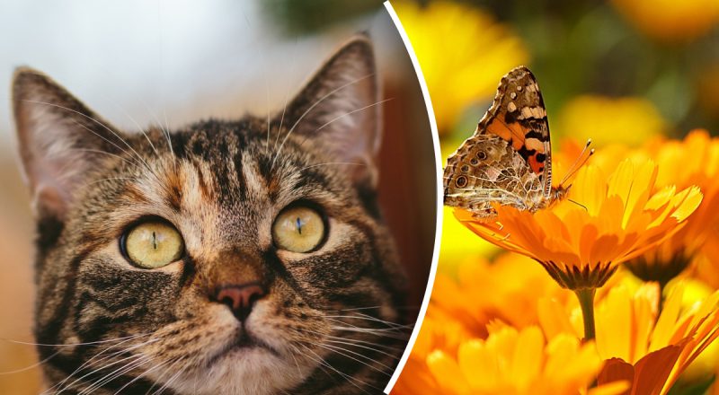 Китайский гороскоп на сегодня 27 июля: Свиньям - борьба с зависимостью, Кроликам - отдых