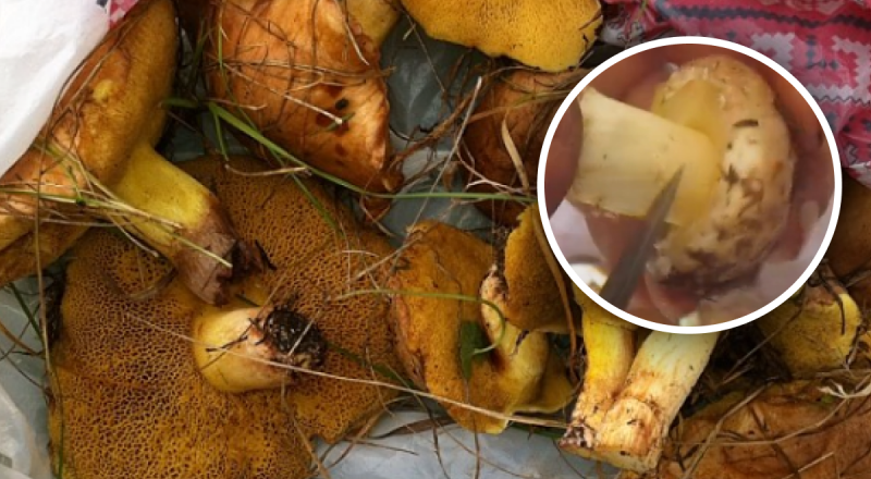 Як чистити маслюки: лайфхак збереже ваш час і нерви