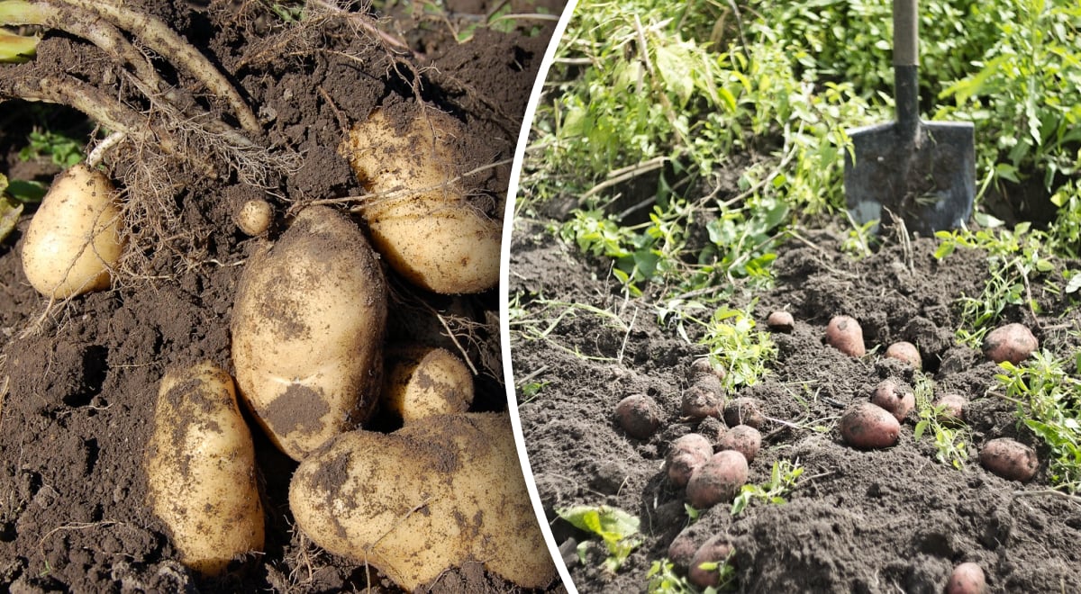 Главное - успеть: как узнать, что пора копать картошку