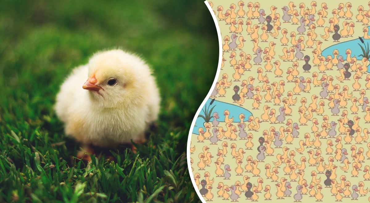 Только гений найдет спрятанного цыпленка за 12 секунд: загадка на внимательность