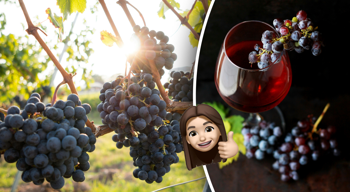 Виноградное 🍇 сусло и винный концентрат 🍷 – что это такое, технология изготовления вина