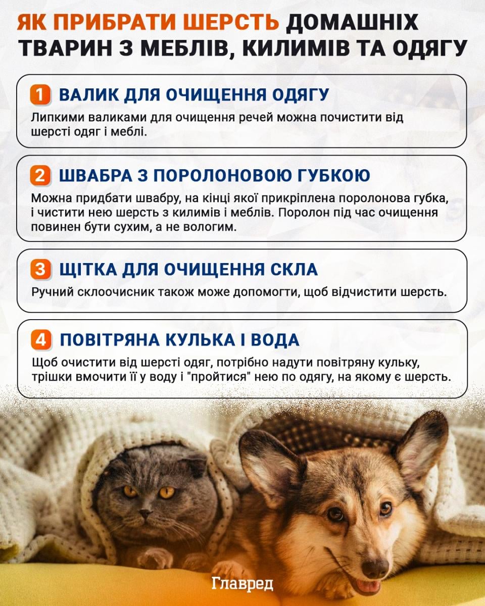 Как убрать шерсть домашних животных инфографика