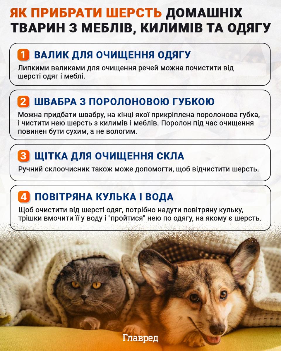 Как убрать шерсть домашних животных инфографика