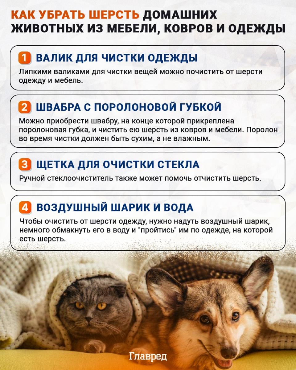 Как убрать шерсть домашних животных инфографика