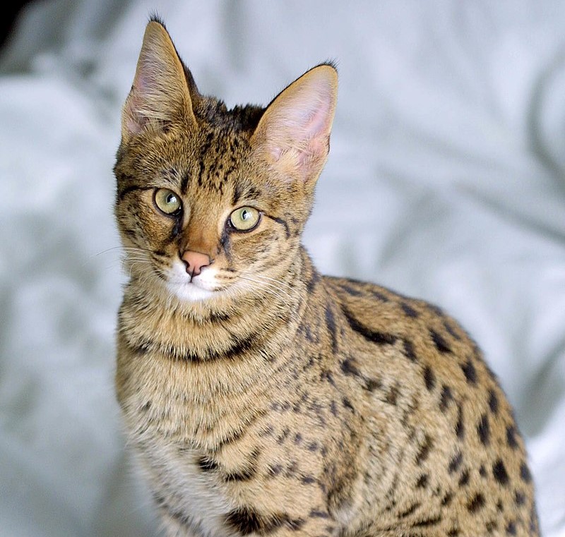 Савана кот