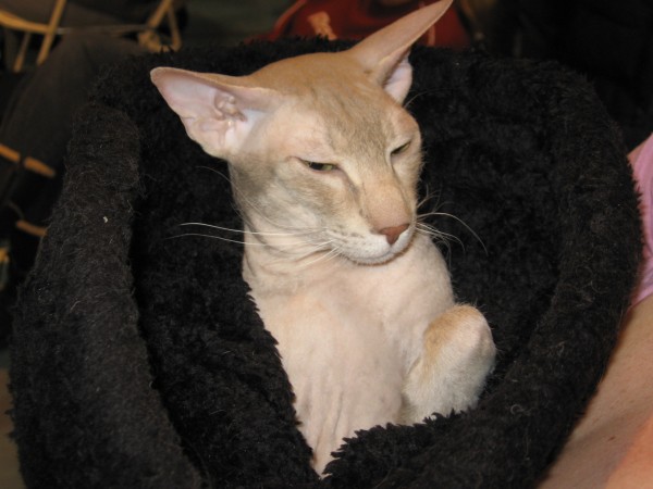 Петерболд кот