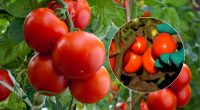 Як збільшити урожай помідорів: потрібно зробити лише одну важливу дію