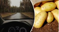 Виручає у всіх випадках: для чого досвідчені водії возять з собою картоплю
