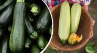 Не тільки ціною і кольором: чим відрізняється цукіні від кабачка - просте пояснення