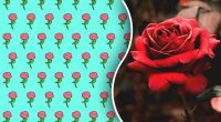 Лише геній знайде дивну троянду за 5 секунд: загадка на перевірку уважності