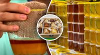 Колір не показник: як відрізнити справжній мед від підробки - простий метод