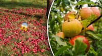 Як збільшити врожай яблук: що потрібно закопати під дерево