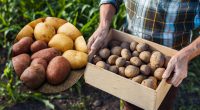 Картопля буде свіжою й не проростатиме 4 місяці, якщо зберігати її у незвичайному місці