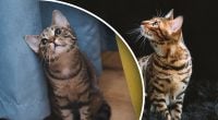 Від ціни очі на лоба: найдорожчі у світі коти, як вони виглядають