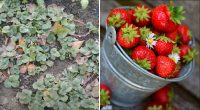 Ідеальний час для рекордного врожаю: коли можна пересаджувати полуницю влітку