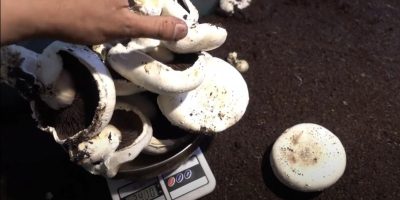 Урожай буде приголомшливим: як вирощувати печериці на балконі