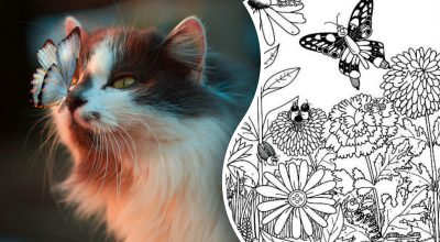 Кот, загадка Кот, загадка