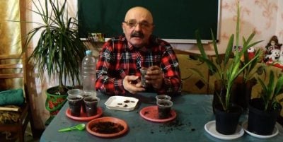 Як виростити фінік із кісточки й отримати шикарну пальму