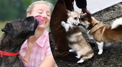 Причина досить гидка: чому собаки лижуть саме обличчя людей - знають одиниці